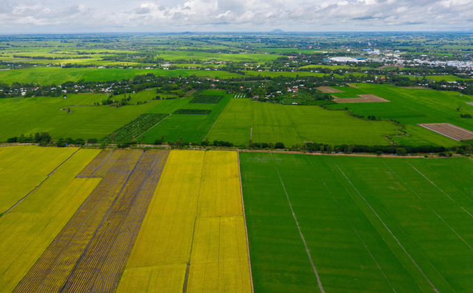rice field an giang