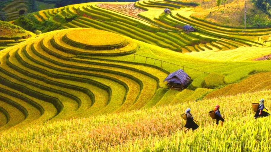Hoang Su Phi